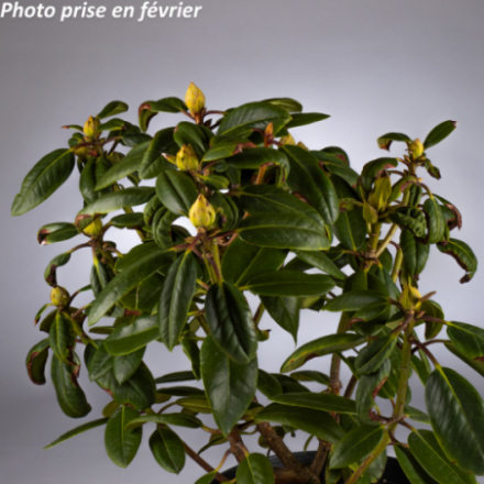 Rhododendron x 'Virginia...