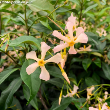Rhyncospermum jasminoides 'Rose' - Faux jasmin