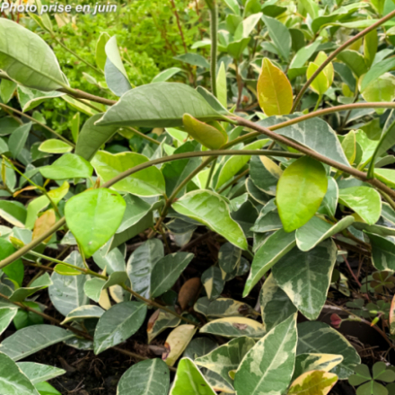 Rhyncospermum jasminoides 'Variegata' - Faux jasmin