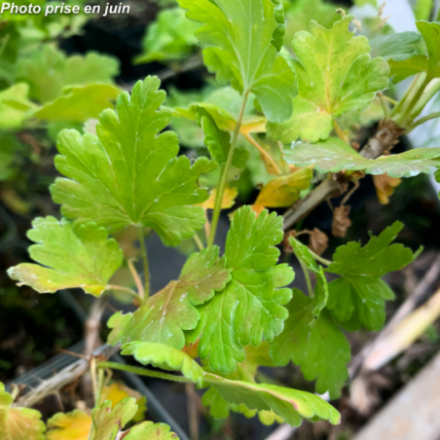 Ribes grossularia 'Giggles Golden' - Groseillier à maquereaux