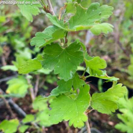 Ribes grossularia 'Giggles Green' - Groseillier à maquereaux