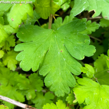 Ribes grossularia 'Giggles Red' - Groseillier à maquereaux