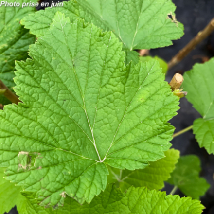 Ribes nigrum 'Andega' - Cassissier