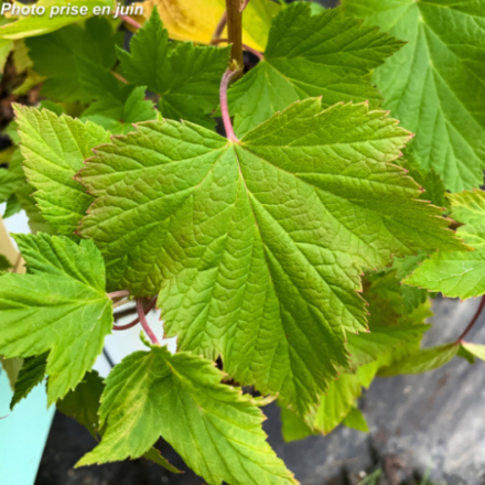 Ribes nigrum 'Black Down' - Cassissier