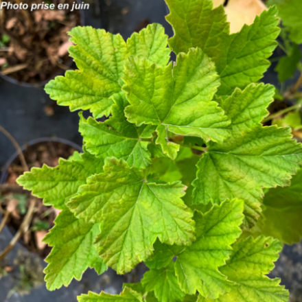 Ribes rubrum 'Junifer' - Groseillier à grappes