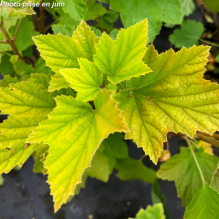 Ribes rubrum 'Rovada' - Groseillier à grappes