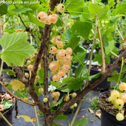 Ribes rubrum 'Versaillaise Blanc' - Groseillier à grappes