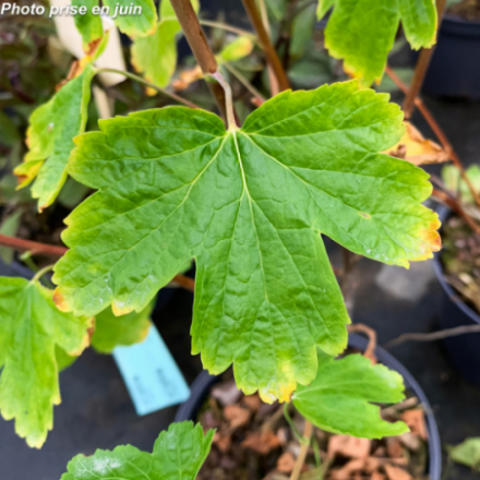 Ribes x gordonianum