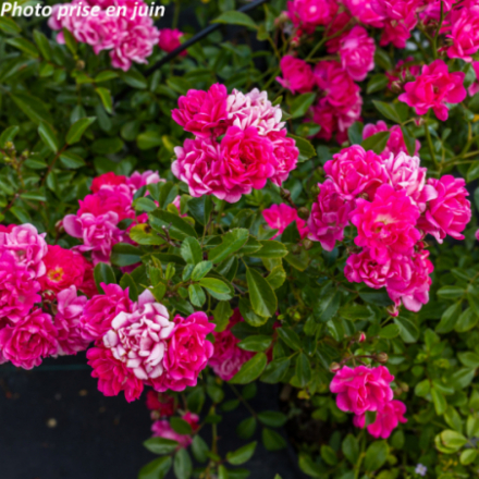 Rosa 'Fairy Select'