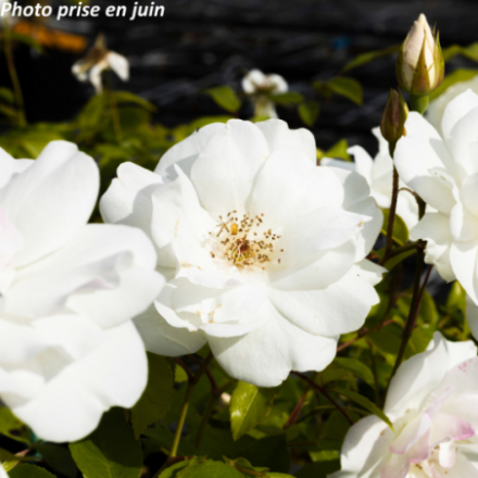 Rosa floribunda 'Iceberg' - Rosier fleurs groupées