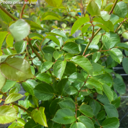 Rosa floribunda 'La Belle Rouet®' - Rosier Fleurs Groupées