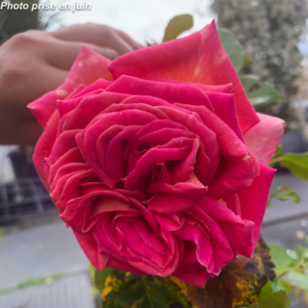 Rosa x 'Broadway' - Rosier arbustif