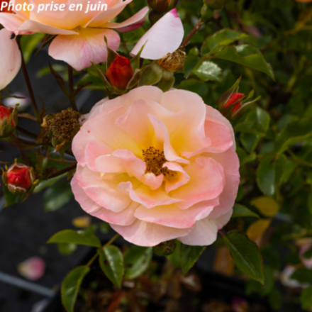 Rosa x 'Calizia' - Rosier arbustif décorosier