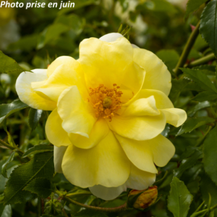 Rosa x 'Celina' - Rosier arbustif décorosier