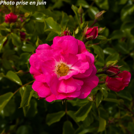 Rosa x 'Emera' - Rosier...