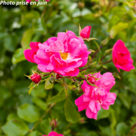 Rosa x 'Emera' - Rosier grimpant