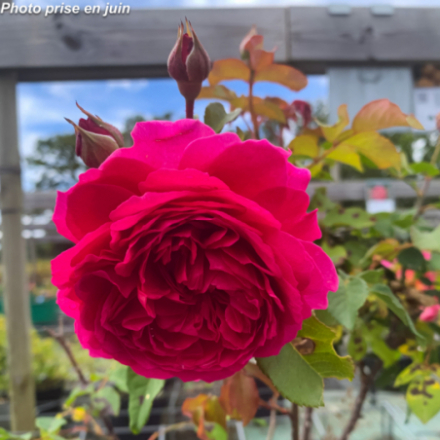Rosa x 'Gabriel Oak®' Auscrowd - Rosier anglais