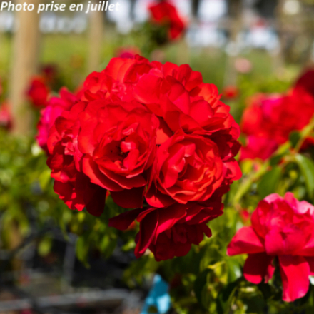 Rosa x 'Kadora' - Rosier arbustif décorosier