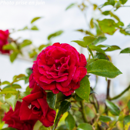 Rosa x 'Le Grand Huit®' Adabaring - Rosier grimpant