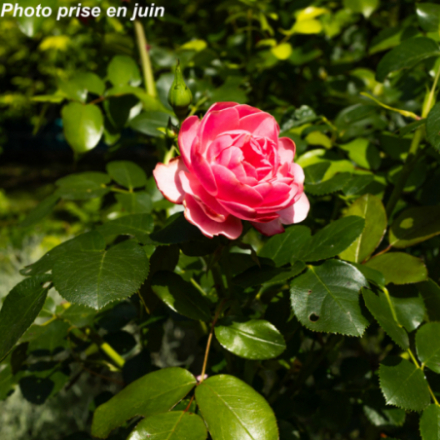 Rosa x 'Léonard De Vinci®' Meideauri - Rosier arbustif