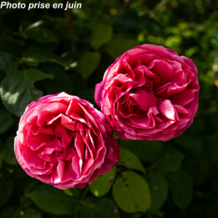 Rosa x 'Line Renaud®' Meiclusif - Rosier arbustif