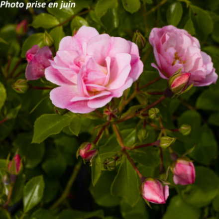 Rosa x 'Mareva' - Rosier arbustif décorosier