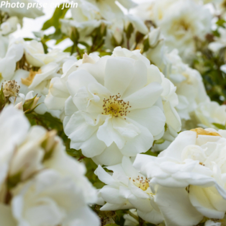 Rosa x 'Opalia' - Rosier arbustif décorosier