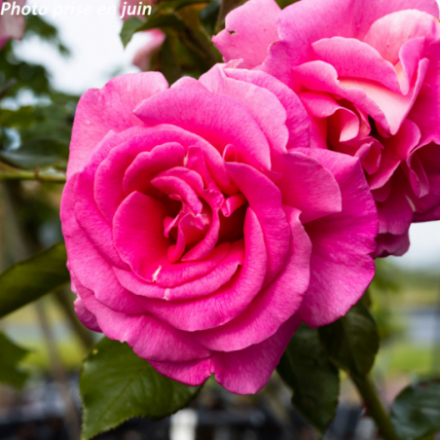 Rosa x 'Parfum Royal ®' Adaborop - Rosier grimpant