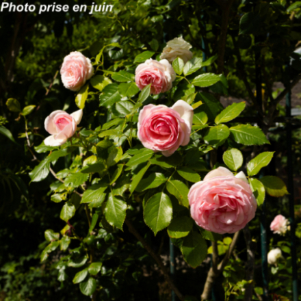 Rosa x'Pierre De Ronsard®' Meiviolin - Rosier grimpant