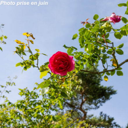 Rosa x 'Pink Cloud' - Rosier grimpant