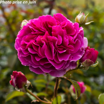 Rosa x Purple Voluptia®' Noa38121 - Rosier arbustif