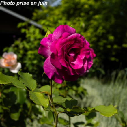 Rosa x 'Violette Parfumée®' Doriantsar - Rosier arbustif