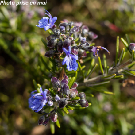 Rosmarinus officinalis 'Pointe du Raz'