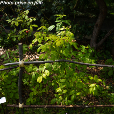 Rubus idaeus 'Fall Gold' - Framboisier