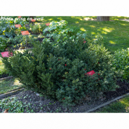 Ruscus aculeatus