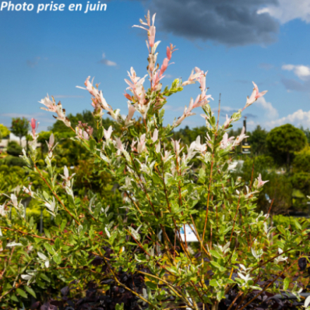 Salix integra 'Hakuro-Nishiki' - Saule crevette
