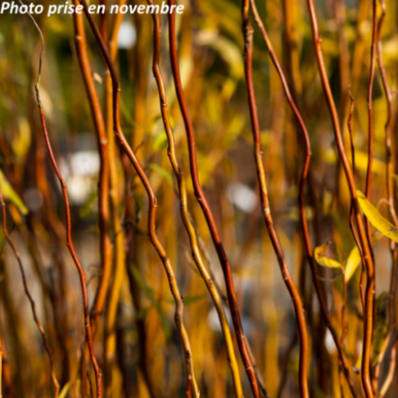 Salix matsudana 'Caradoc'