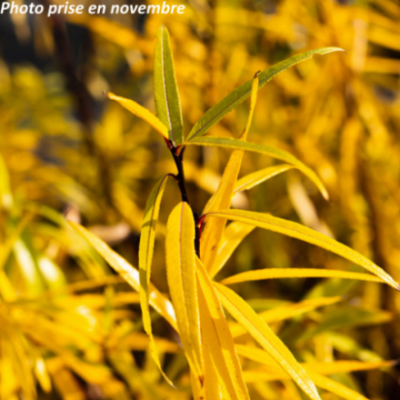 Salix sachalinensis 'Sekka'