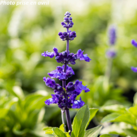 Salvia farinacea -Sauge