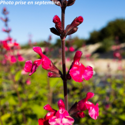 Salvia grahamii 'Pink Pong' - Sauge de Graham