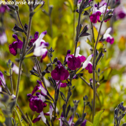 Salvia greggii 'Amethyst Lips'
