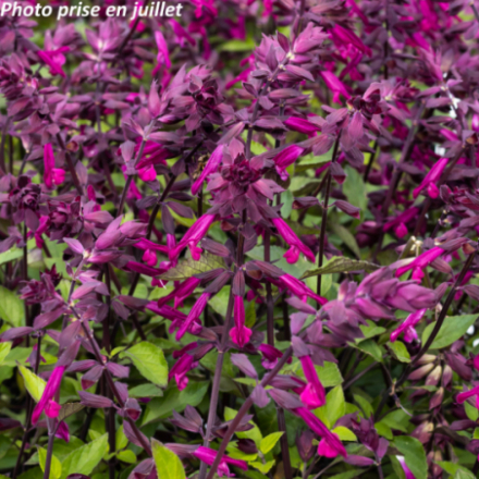 Salvia 'Love And Wishes Sauge'