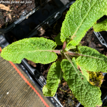Salvia microphylla 'Pink Beauty'
