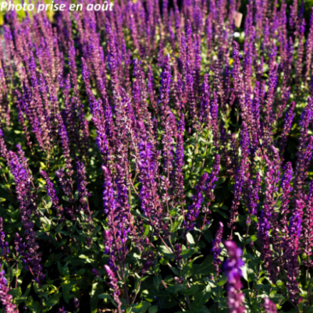 Salvia nemorosa 'Caradonna' - Sauge des bois