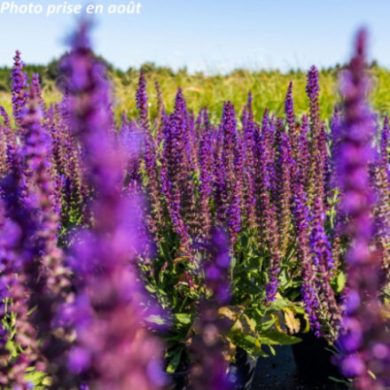 Salvia nemorosa 'Ostfriesland'