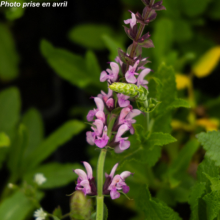 Salvia nemorosa 'Rose Queen' - Sauge des bois