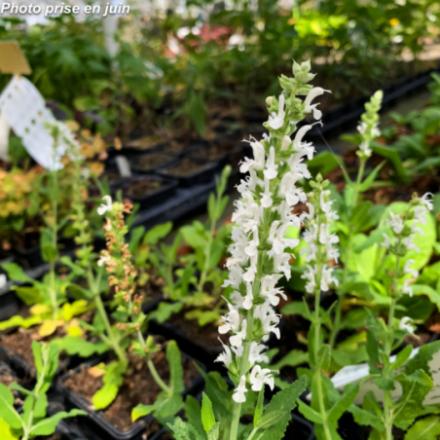 Salvia nemorosa 'Schneehügel'