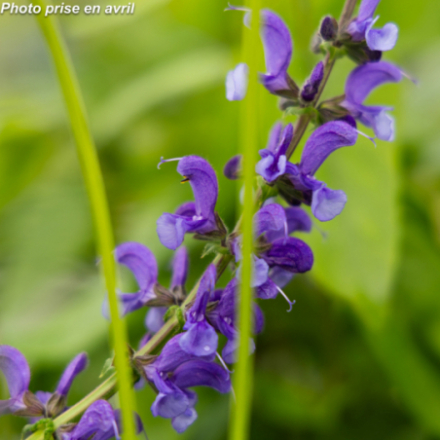 Salvia pratensis
