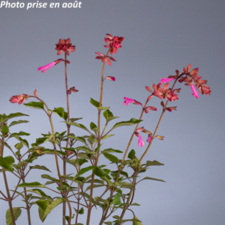 Salvia robusta 'Kisses And Wishes'