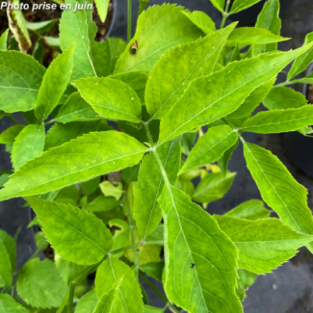 Sambucus nigra